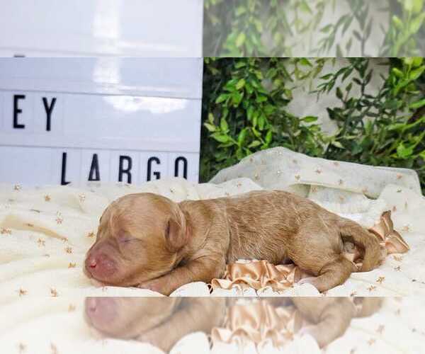 Medium Photo #1 Poodle (Toy) Puppy For Sale in COLLEGE STA, TX, USA