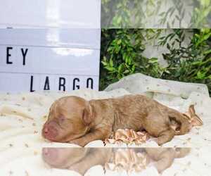 Poodle (Toy) Puppy for sale in COLLEGE STA, TX, USA