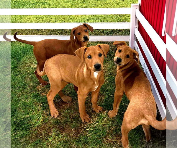 Medium Photo #6 Doberman Pinscher-Unknown Mix Puppy For Sale in Unionville, PA, USA