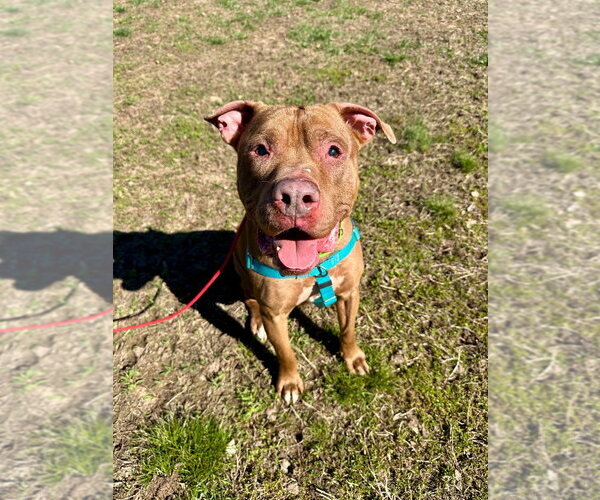 Medium Photo #2 American Staffordshire Terrier Puppy For Sale in Lawrenceville, NJ, USA