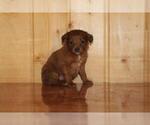 Small Aussie-Poo