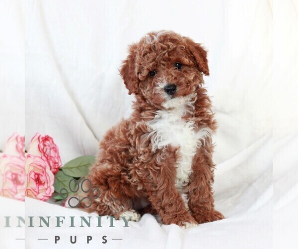 Medium Photo #3 Cavapoo (Miniature) Puppy For Sale in LITITZ, PA, USA