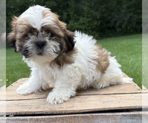 Medium Photo #5 Shih Tzu Puppy For Sale in MIDDLEBURY, IN, USA