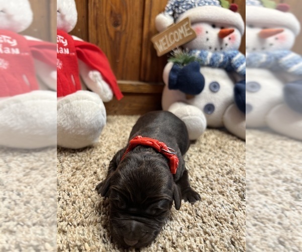 Medium Photo #2 Labrador Retriever Puppy For Sale in NEOLA, WV, USA