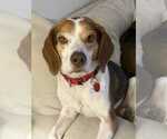 Small #20 Beagle