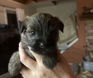 Cairn Terrier Puppy for sale in BURBANK, OH, USA