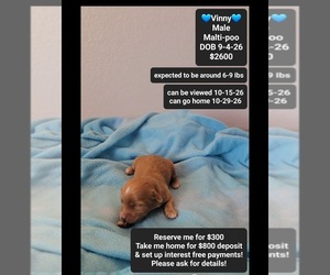 Maltipoo (Toy) Puppy for sale in TUCSON, AZ, USA