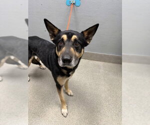 German Shepherd Dog-Unknown Mix Dogs for adoption in Las Vegas, NV, USA