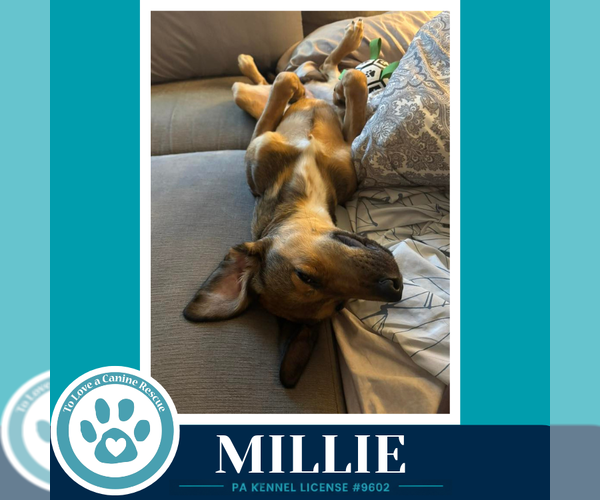 Medium Photo #8 Mutt Puppy For Sale in Kimberton, PA, USA