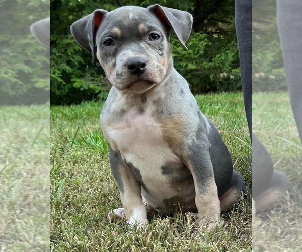 Medium Photo #1 American Bully Puppy For Sale in PICKERINGTON, OH, USA