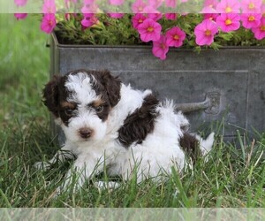 Fox Terrier (Toy)-Poodle (Standard) Mix Puppy for sale in FREDERICKSBG, OH, USA