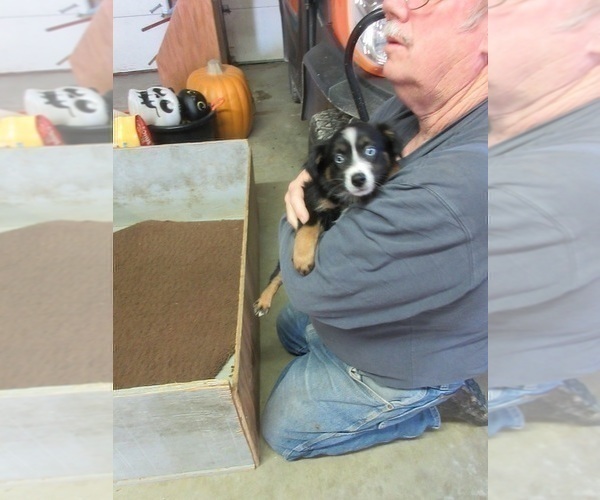 Medium Photo #3 Australian Shepherd Puppy For Sale in AUBURN, IN, USA