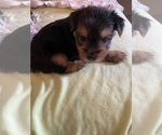 Small Photo #2 Yorkshire Terrier Puppy For Sale in PALM HARBOR, FL, USA