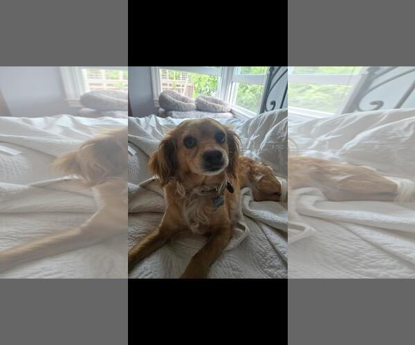 Medium Photo #3 Cocker Spaniel-Unknown Mix Puppy For Sale in Hayward, CA, USA