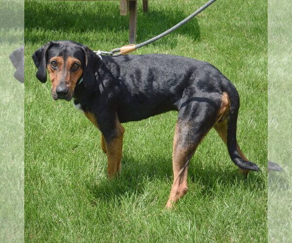 Medium Photo #2 Black and Tan Coonhound-Unknown Mix Puppy For Sale in Huntley, IL, USA