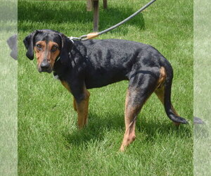 Trotter - Male Black and Tan Coonhound-Unknown Mix Dog for Adoption - Photo #2