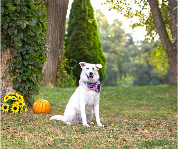 Medium Photo #5 Labrenees Puppy For Sale in Unionville, PA, USA