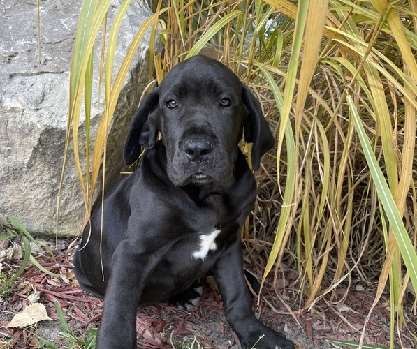 View Ad: Daniff Puppy for Sale near Minnesota, LEWISTON, USA. ADN-476333