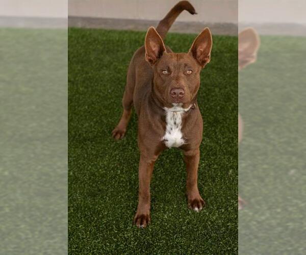 Medium Photo #2 Labrador Retriever-Unknown Mix Puppy For Sale in Baytown, TX, USA