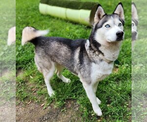 Huskies -Siberian Husky Mix Dogs for adoption in Clarkston, MI, USA