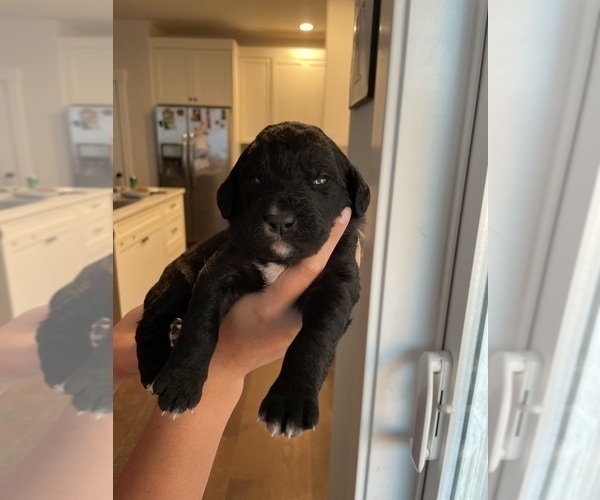 Medium Photo #6 English Springer Spaniel-Labradoodle Mix Puppy For Sale in THE DALLES, OR, USA