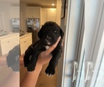 Small Photo #6 English Springer Spaniel-Labradoodle Mix Puppy For Sale in THE DALLES, OR, USA