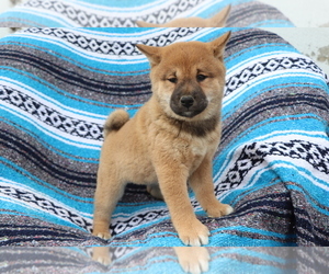 Shiba Inu Puppy for sale in SHILOH, OH, USA