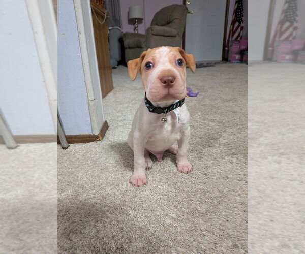 Medium Photo #3 Mutt Puppy For Sale in Vail, AZ, USA