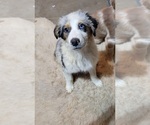 Puppy Big J Australian Shepherd