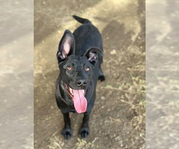 Medium Photo #1 German Shepherd Dog-Unknown Mix Puppy For Sale in Riverside, CA, USA