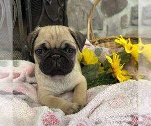 Pug Puppy for sale in GREENCASTLE, PA, USA