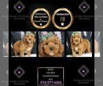 Puppy Remo F1B Goldendoodle (Miniature)