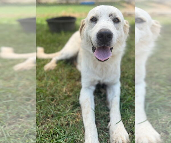 Medium Photo #2 Great Pyrenees-Unknown Mix Puppy For Sale in Jefferson, WI, USA