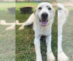 Small #1 Great Pyrenees Mix