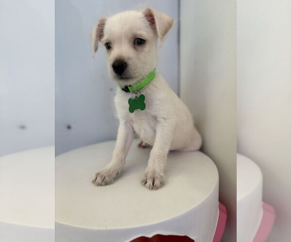 Medium Photo #4 Mutt Puppy For Sale in Studio City, CA, USA