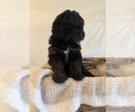 Small Photo #86 Miniature Bernedoodle Puppy For Sale in AUBURNDALE, FL, USA