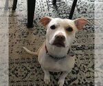 Lulu (TX) - Female American Pit Bull Terrier-Labrador Retriever Mix Dog for Adoption - Small photo