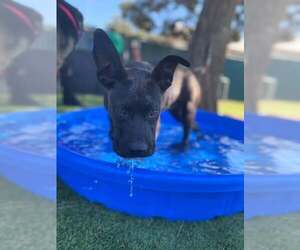 Labrador Retriever-Unknown Mix Dogs for adoption in San Bernardino, CA, USA