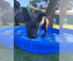 BRISKET - Male Labrador Retriever-Unknown Mix Dog for Adoption - Small photo
