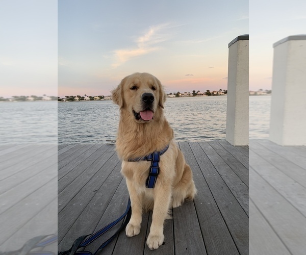 Medium Photo #1 Golden Retriever Puppy For Sale in WEST PALM BEACH, FL, USA