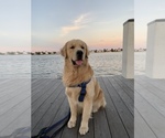 Small Photo #1 Golden Retriever Puppy For Sale in WEST PALM BEACH, FL, USA