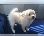 Small Photo #1 Pomeranian Puppy For Sale in TORRANCE, CA, USA