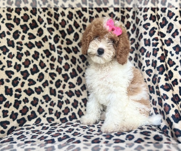Medium Photo #2 Cock-A-Poo Puppy For Sale in LAKELAND, FL, USA