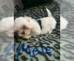 Morkie-Shih Tzu Mix Puppy for sale in DECORAH, IA, USA