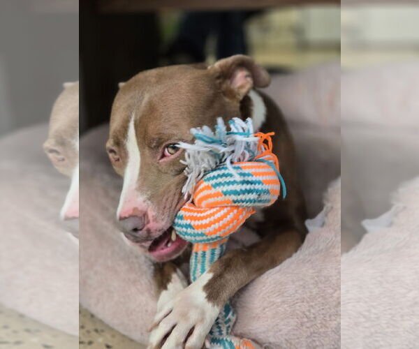 Medium Photo #4 Mutt Puppy For Sale in Albemarle, NC, USA