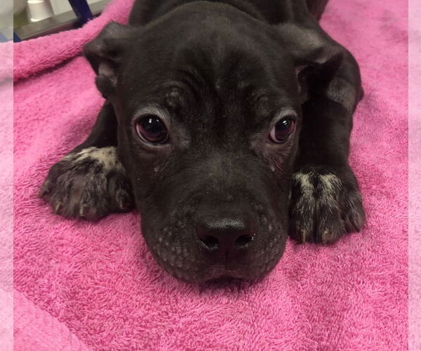 Medium Photo #2 Mutt Puppy For Sale in Royal Palm Beach, FL, USA