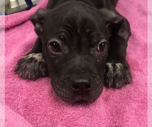 Inko - Male Mutt Dog for Adoption - Photo #2