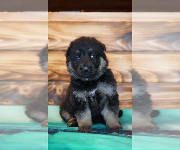 Medium Photo #2 German Shepherd Dog Puppy For Sale in FORT PLAIN, NY, USA
