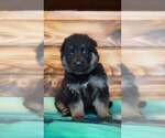 Small #1 German Shepherd Dog