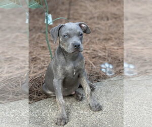Myla - Female Unknown-Weimaraner Mix Dog for Adoption - Photo #6